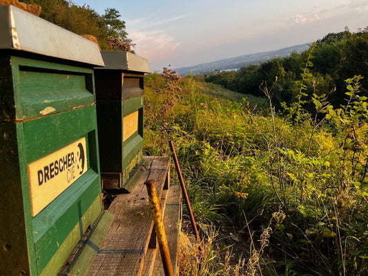 Drescher & Cie AG unterstützt das Klima mit siebengold Firmenbienen