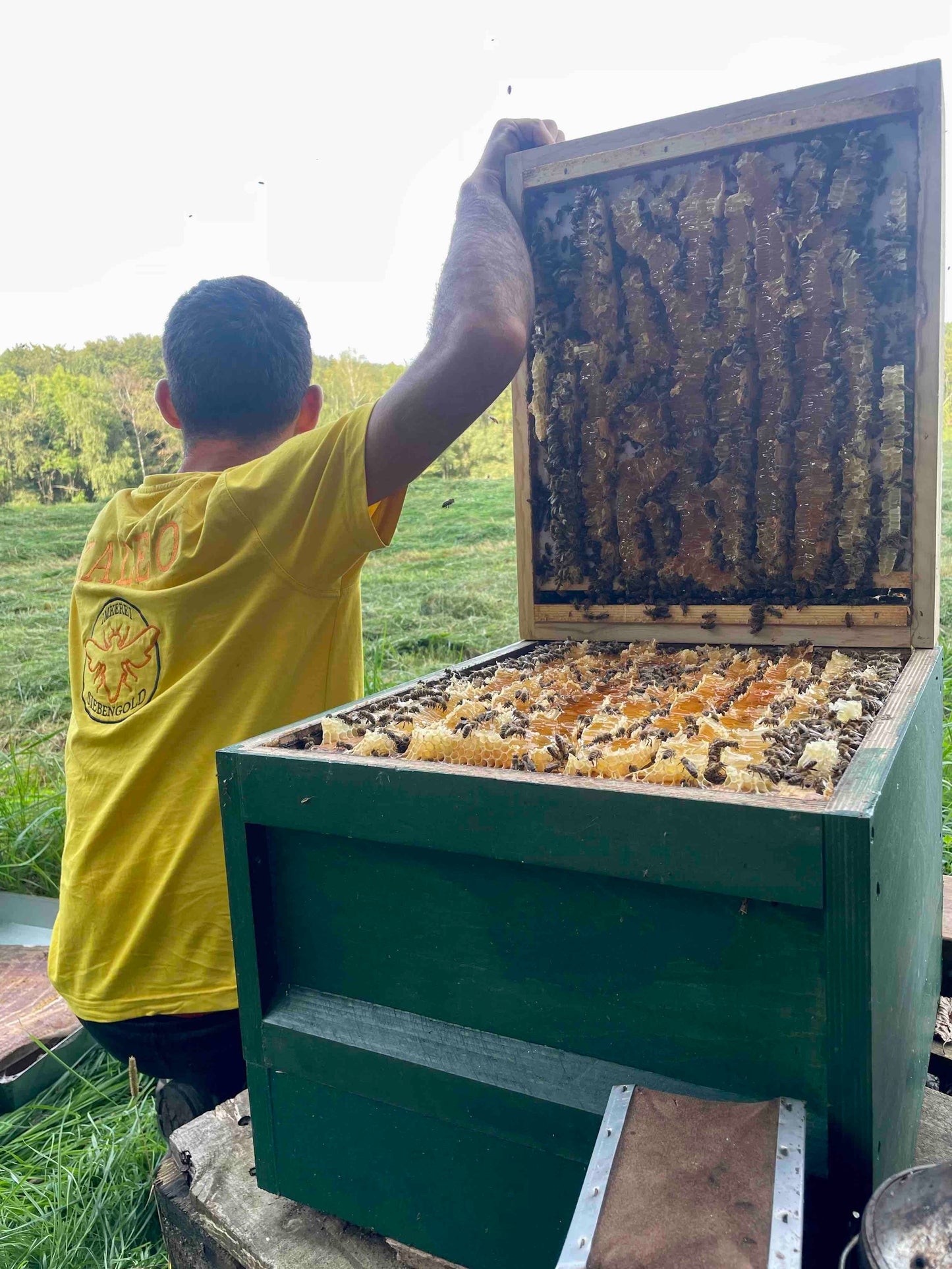 Bienen Wirtschaftsvolk Buckfast Zander MAI 2024