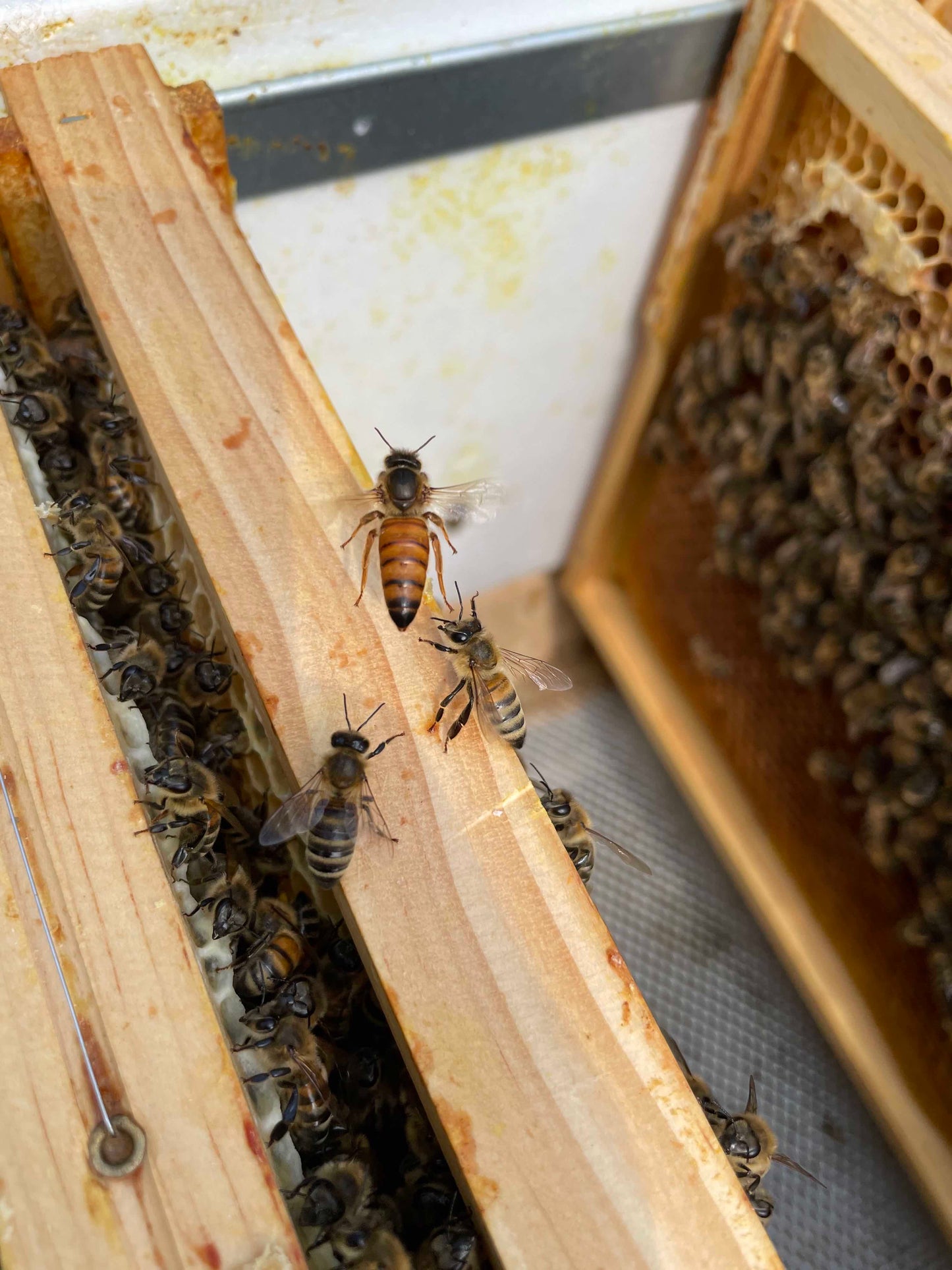 Bienen Wirtschaftsvolk Buckfast Zander MAI 2024