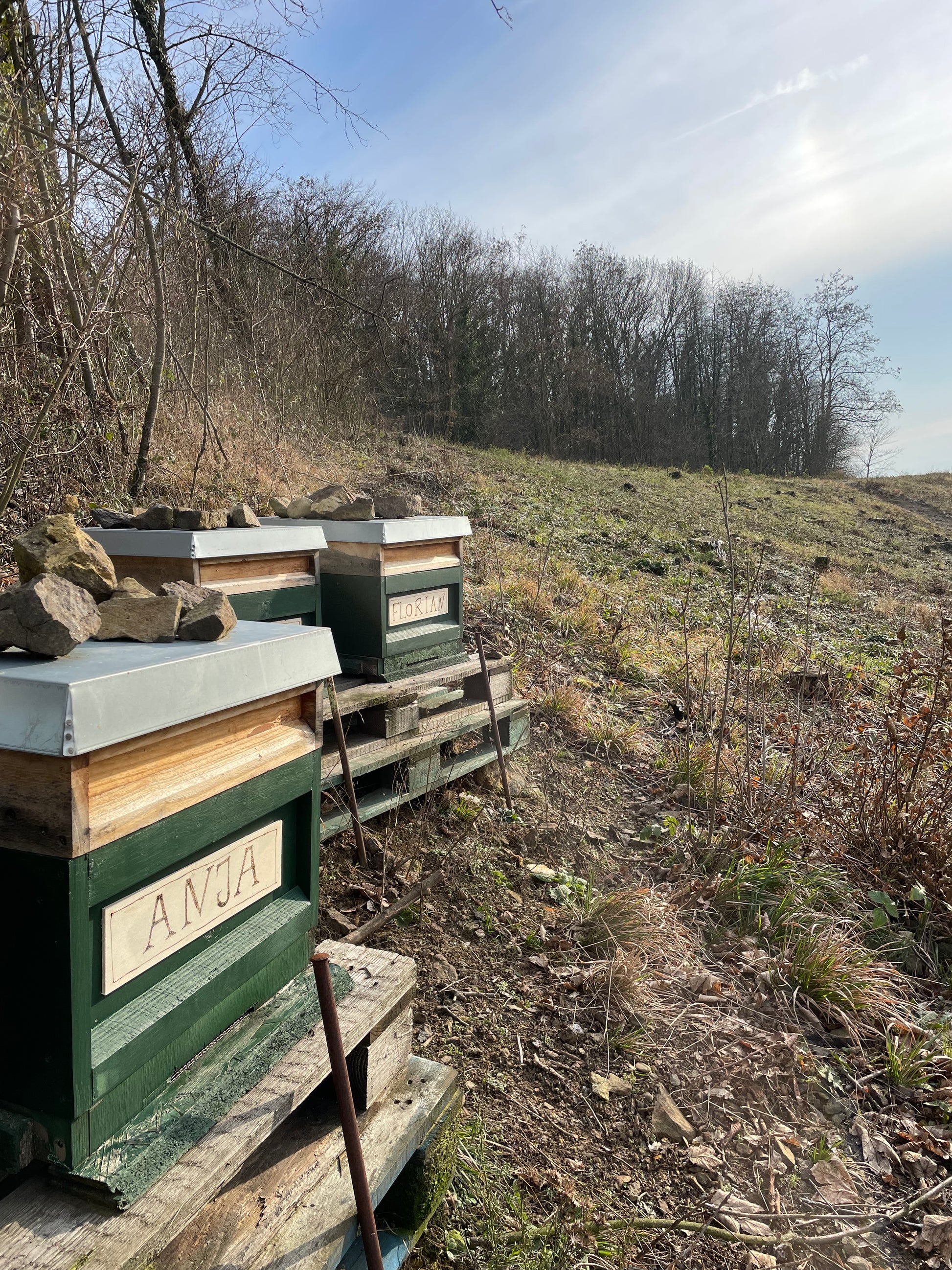 Bienenpatenschaft Honig Siebengebirge Geschenk Westerwald Umweltschutz Honigbiene Natur gesundes Geschenk Patenvolk Weihnachtsgeschenk